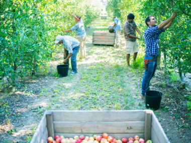 Farm Jobs in New Zealand with Visa Sponsorship